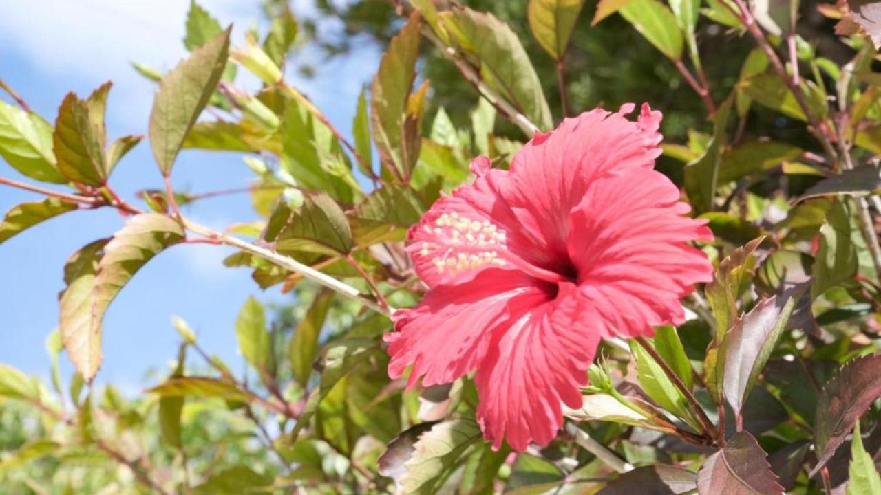 Toyoko Inn Okinawa Ishigaki-Jima Ishigaki  Luaran gambar